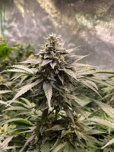 Growreport Bild 7
