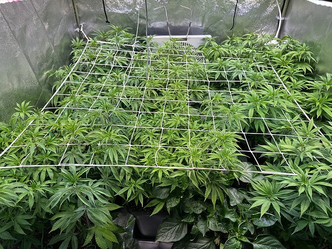 Growreport Bild 2