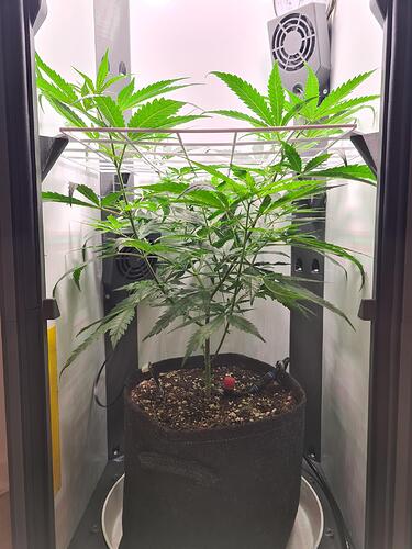 signal-2024-08-03-203603_003