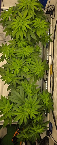 Growreport Bild 19