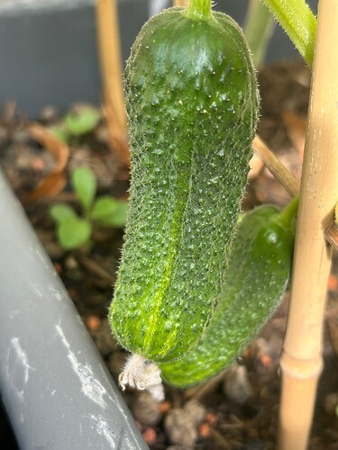 Growreport Bild 25