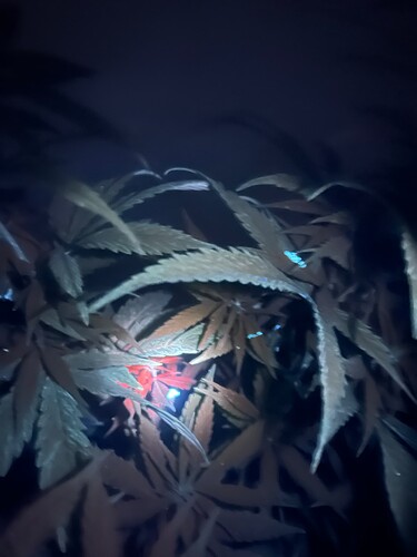 Growreport Bild 1