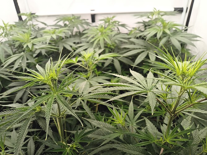 Growreport Bild 16