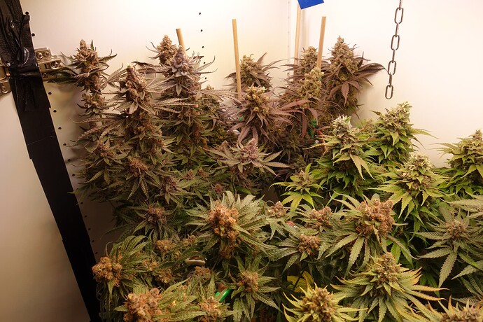 Growreport Bild 2