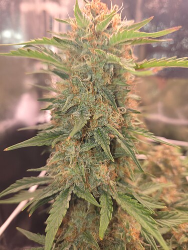 Growreport Bild 4