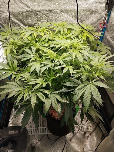 Growreport Bild 7