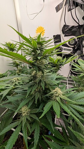 Growreport Bild 30