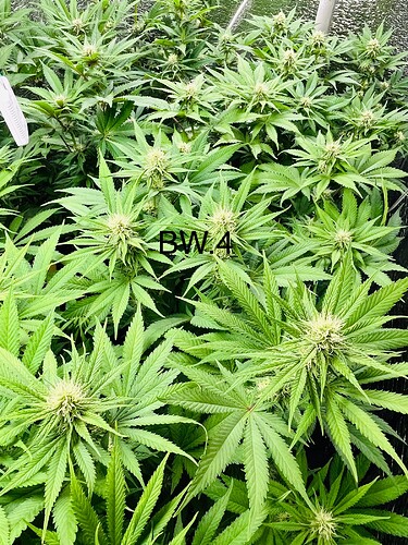Growreport Bild 6