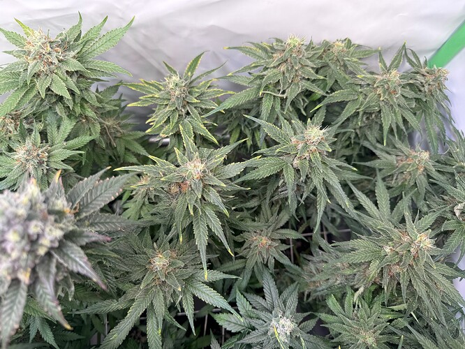 Growreport Bild 4