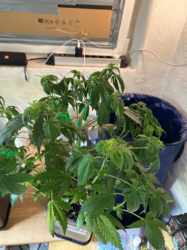 Growreport Bild 5