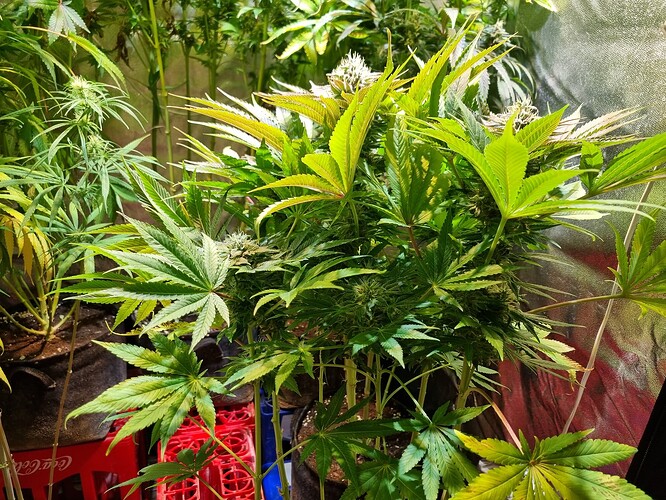 Mehrere Cannabis-Pflanzen in verschiedenen Wachstumsstadien, einige zeigen bereits Blütenansätze, in einem Zelt mit reflektierender Innenwand.