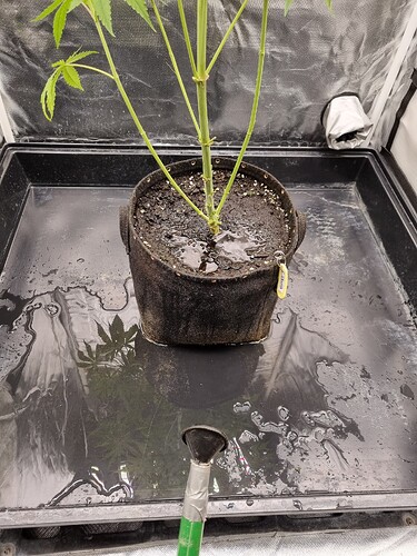 Eine einzelne Cannabis-Pflanze im Wuchsstadium in einem schwarzen Stofftopf, der auf einer schwarzen Unterlage steht. Die Pflanze hat mehrere Stängel und Blätter. Auf der Unterlage sind Wasserpfützen und die Spiegelung einer Pflanze zu sehen. Ein grüner Schlauch mit einem schwarzen Trichter ist ebenfalls sichtbar.