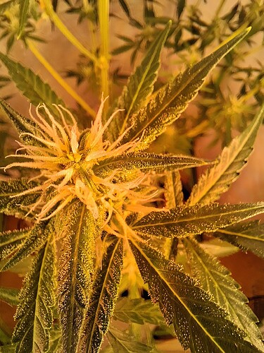 Growreport Bild 219