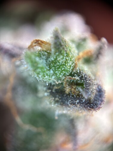 Growreport Bild 43