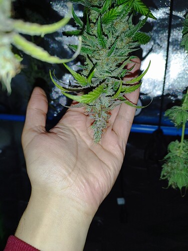 Eine Hand hält einen schweren Cannabis-Bud, der Anzeichen von Foxtailing aufweist.
