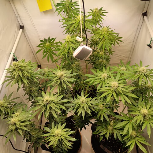Growreport Bild 4
