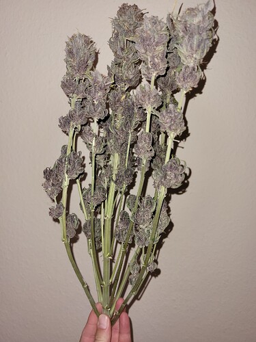 Growreport Bild 3