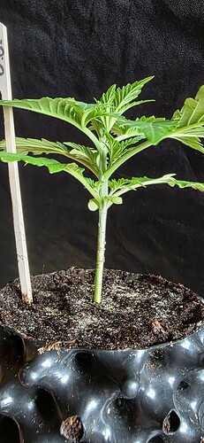 Growreport Bild 5