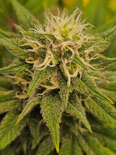 Growreport Bild 3