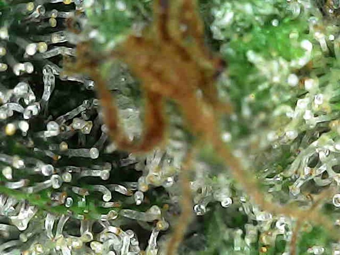 Growreport Bild 5