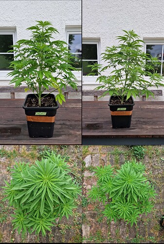 Growreport Bild 38