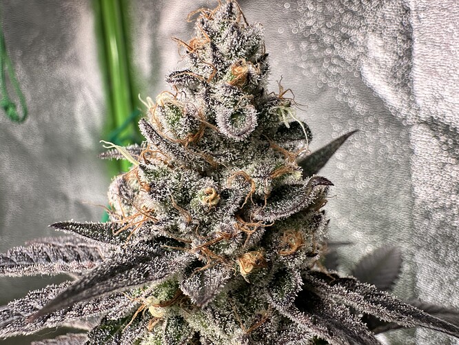Growreport Bild 24
