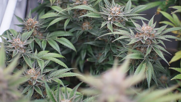 Growreport Bild 4