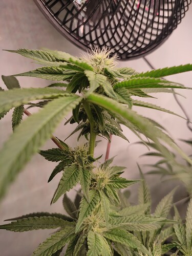 Growreport Bild 32