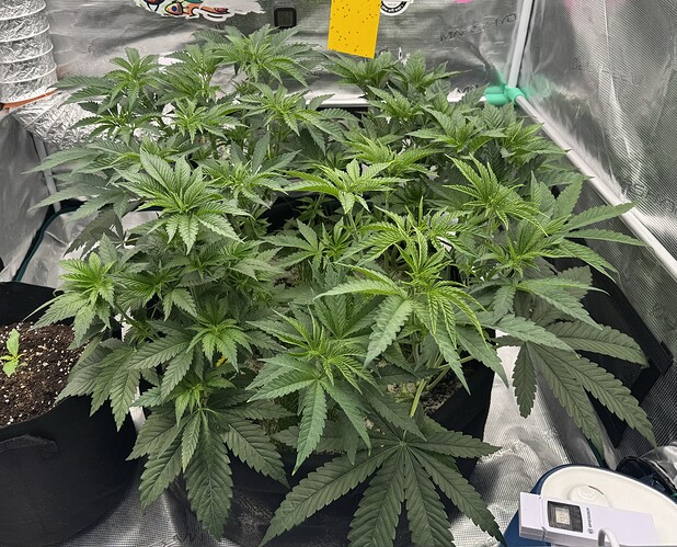 Growreport Bild 2