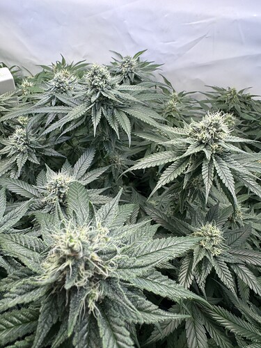 Growreport Bild 21