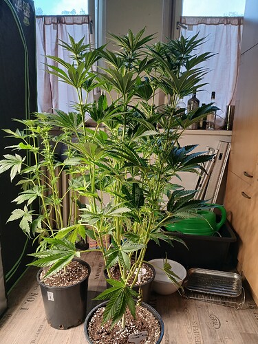 Growreport Bild 7