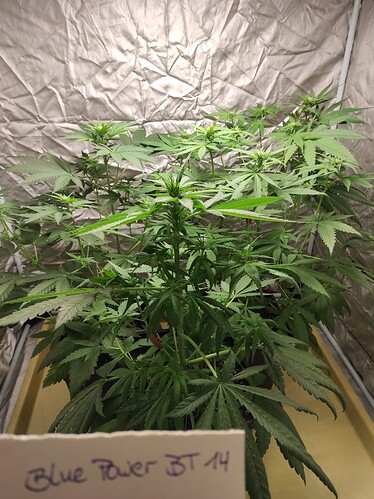 Growreport Bild 7