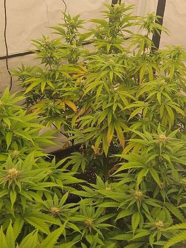 Growreport Bild 2