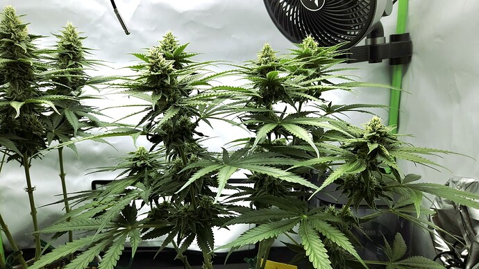 Growreport Bild 4