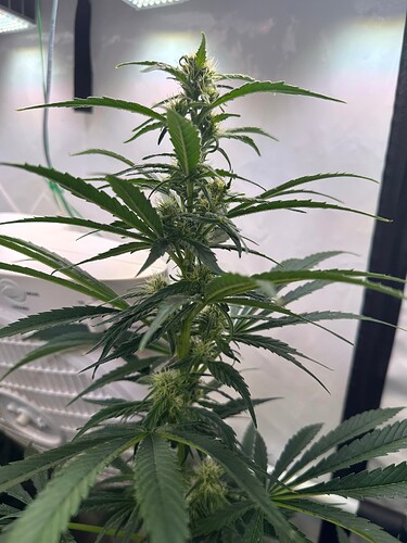 Growreport Bild 4