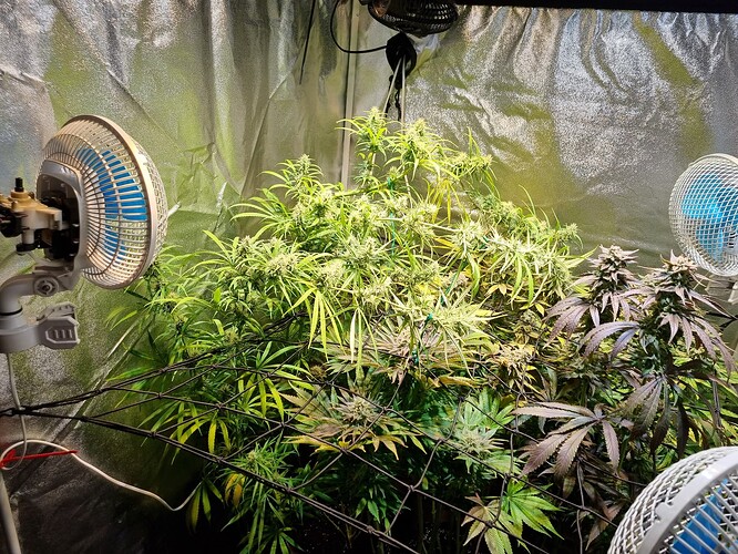 Zwei Cannabis-Pflanzen in der Blütephase, eine hellgrün und buschig, die andere dunkler mit violetten Blättern und dichteren Blütenständen. Beide stehen in einem Grow-Zelt mit Ventilatoren und reflektierender Folie.