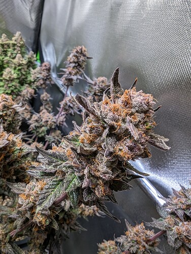 Growreport Bild 4