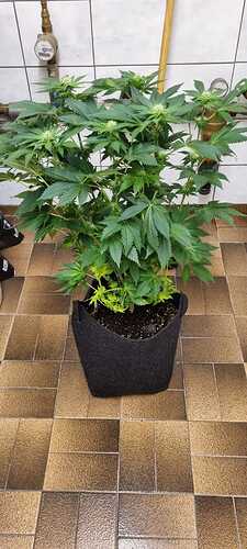 Growreport Bild 23