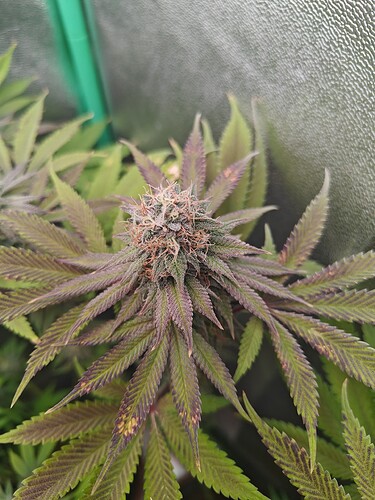 Growreport Bild 12