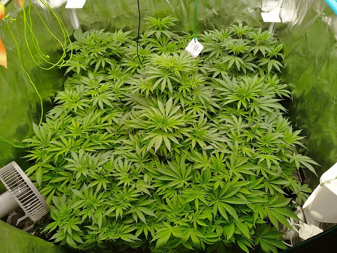 Growreport Bild 7