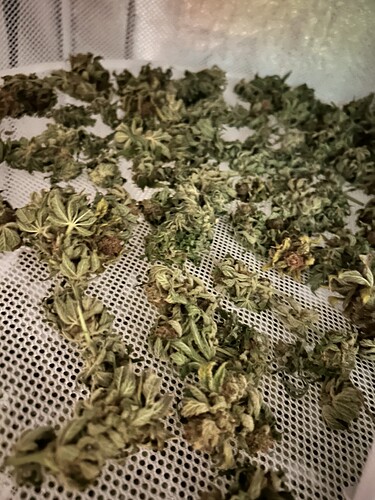 Getrocknete Cannabis-Buds liegen auf einem Trocknungsnetz.