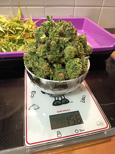 Growreport Bild 9