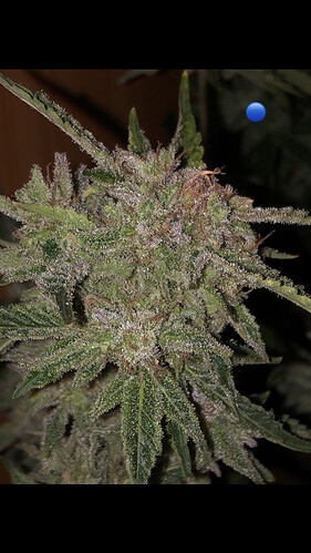Growreport Bild 23