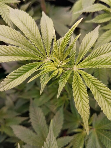 IMG_20250116_205803 - Kopie