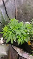 Growreport Bild 26