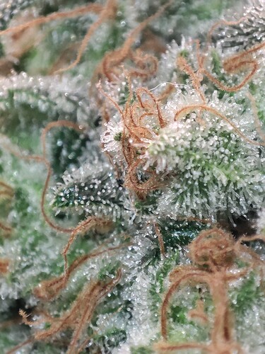 Growreport Bild 47