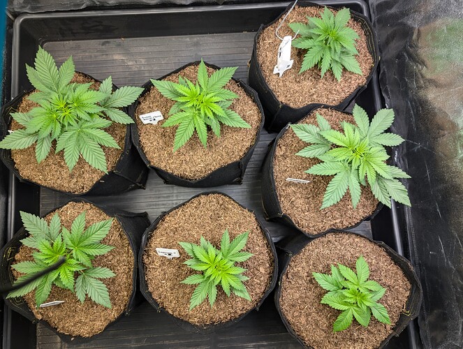 Growreport Bild 1