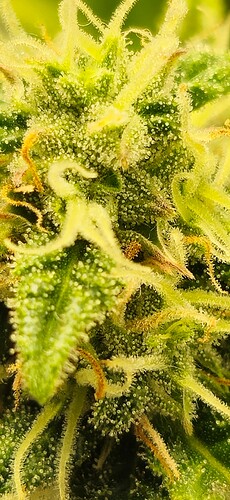 Growreport Bild 13
