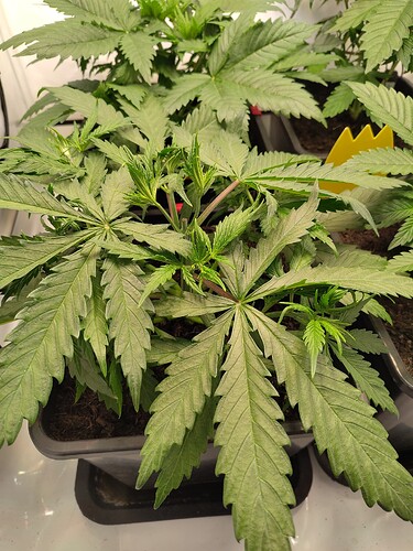 Growreport Bild 2