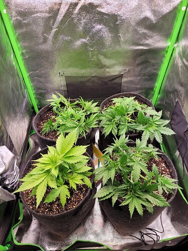 Growreport Bild 3